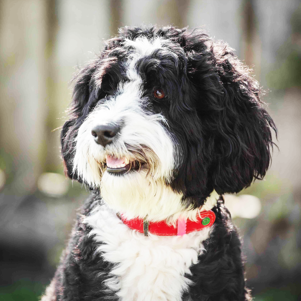 Australian Bernedoodle (Middelgroot)