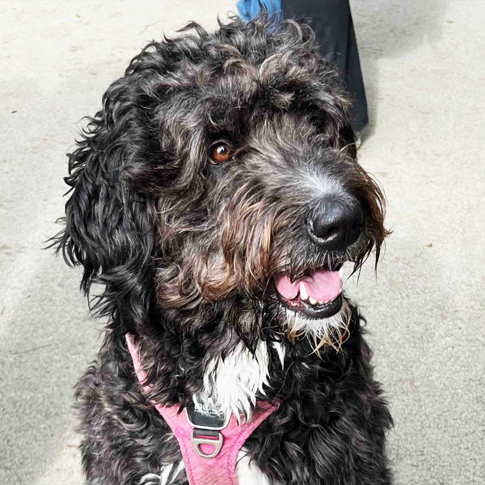 Standaard Bernedoodle