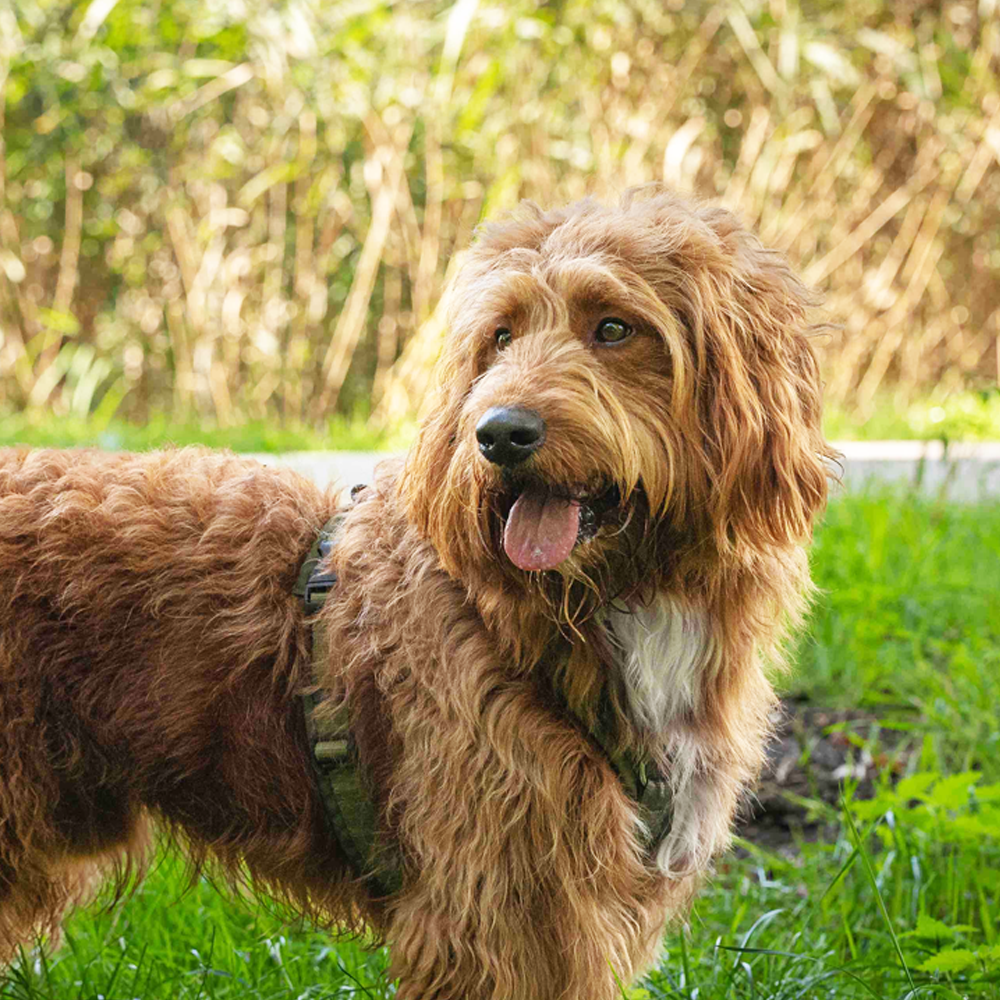 Australian Bernedoodle (Middelgroot)
