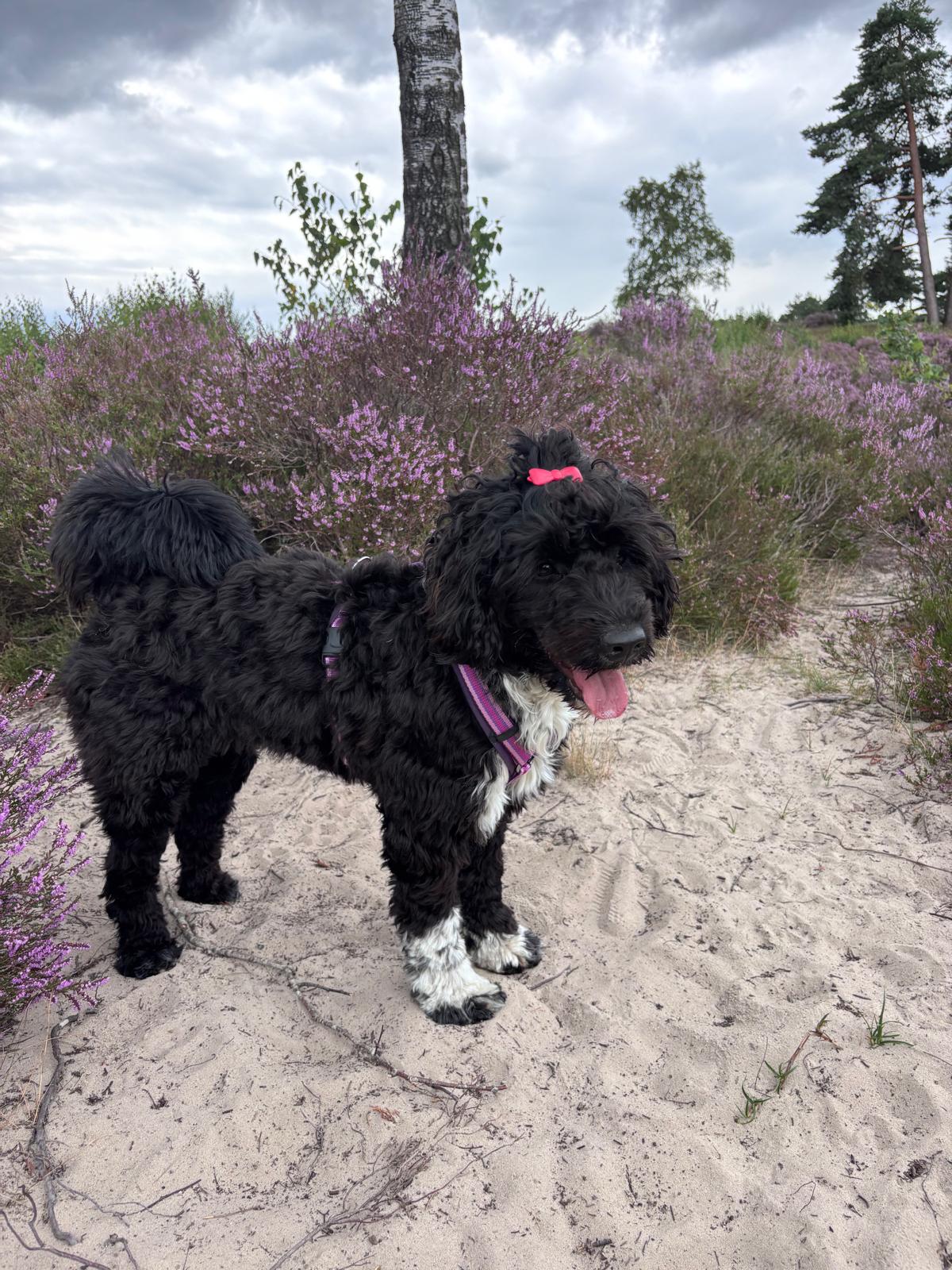 Sofi Sandifort, baasje van Filou