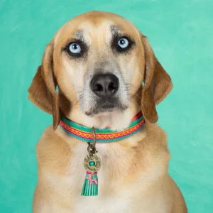 DWAM -Maui Hondenhalsband L (Halsomvang 40-47 cm / 4 cm)